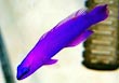 Orchid Dottyback Fish